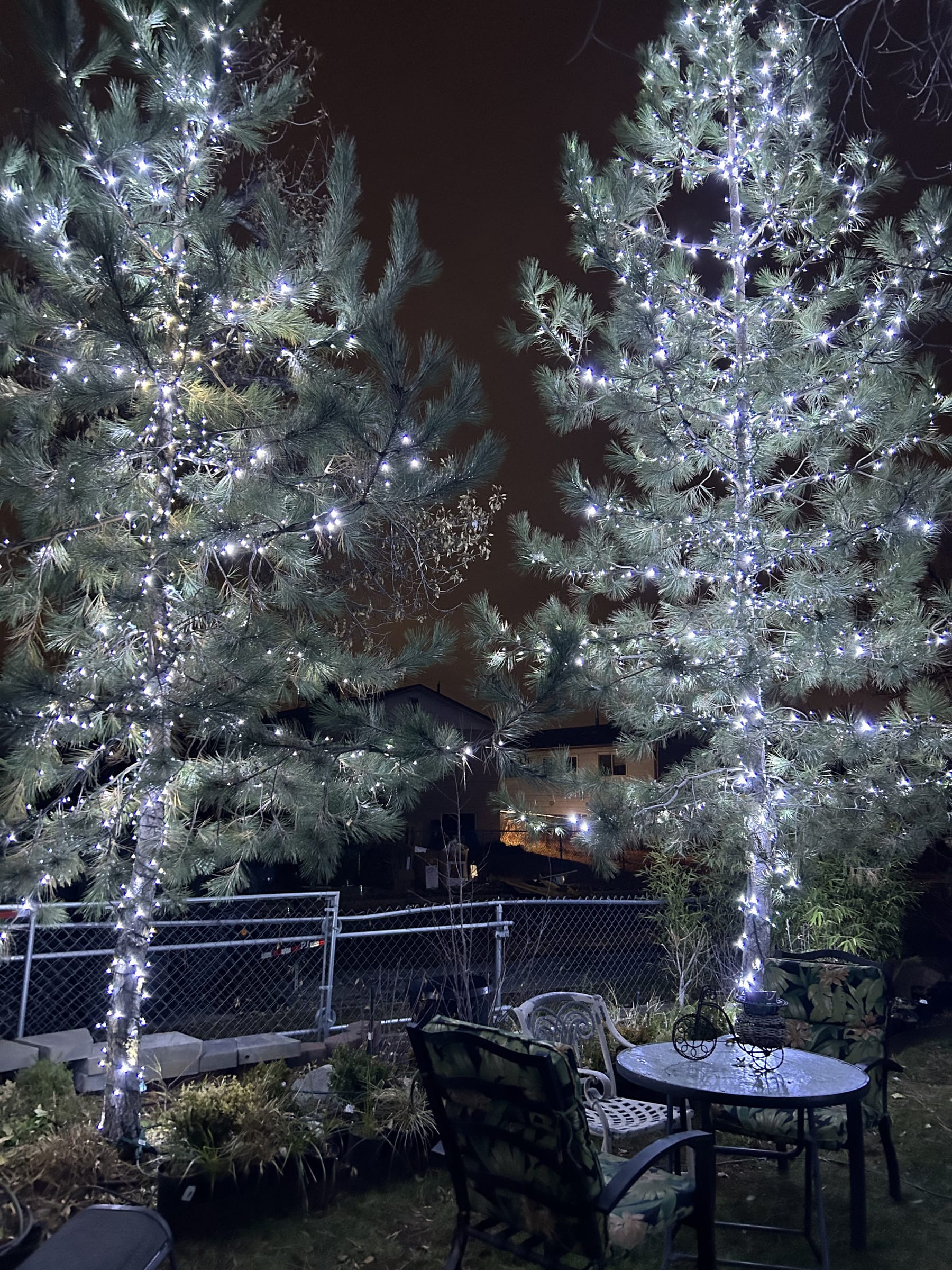 Pine trees wrapped in white lights at night